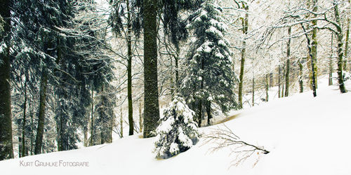 Snow covered trees