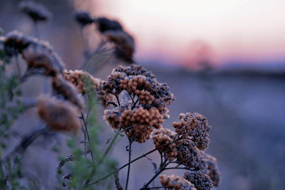 Close-up of wilted flower plant