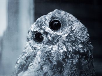 Close-up portrait of owl