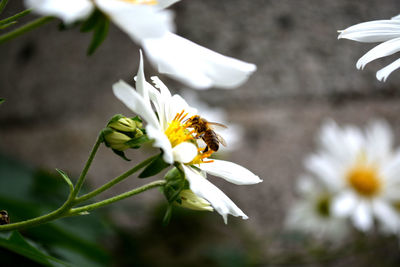 Close-up of white flower
