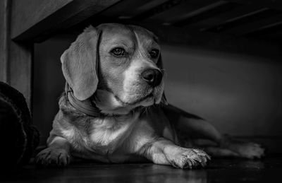 Close-up portrait of a dog looking away