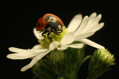 Close-up of ladybug on flower over black background