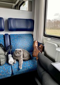 High angle view of cat sitting in train