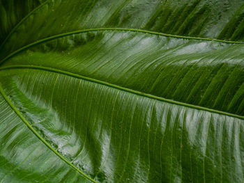 Full frame shot of palm leaf