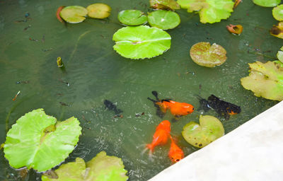 High angle view of koi carps in lake