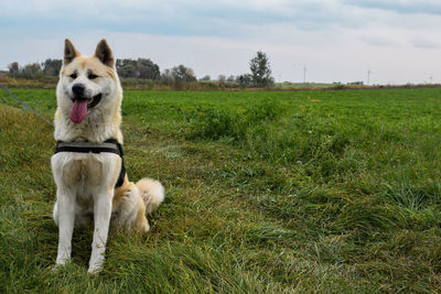 View of dog on field