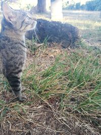 Cat standing on field