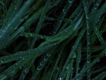 Full frame shot of wet plants during rainy season
