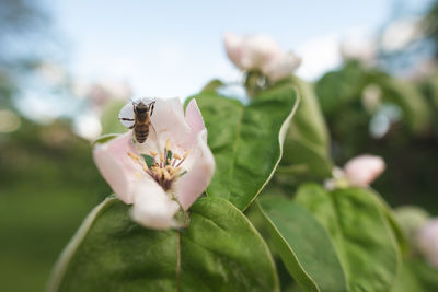 Close-up of insect on flower