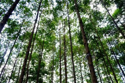 Low angle view of trees in forest