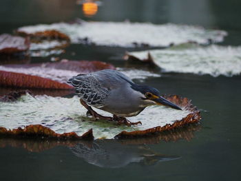 Close-up of birds