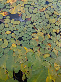 High angle view of leaves floating on water