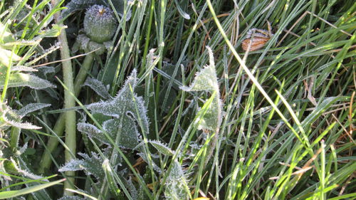 Full frame shot of plants during winter