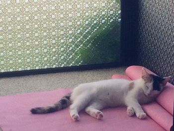 Cat sleeping on tiled floor