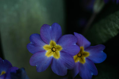 Close-up of purple flowering plant