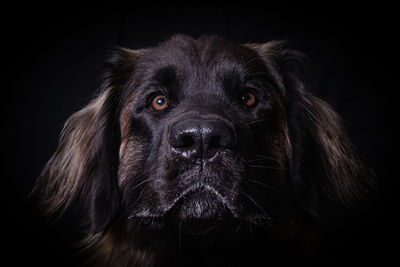 Close-up portrait of black dog