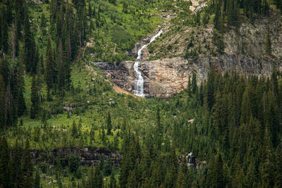 Pine trees in forest