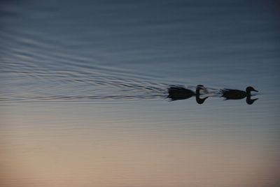Birds swimming in lake against sky