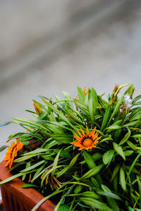 Close-up of yellow flowering plant