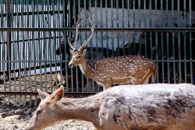 Deer in a zoo