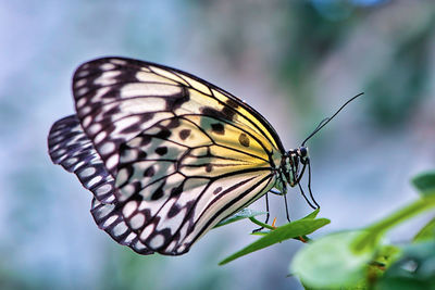 Close-up of butterfly pollinating on flower