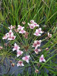 Close-up of pink flowers blooming outdoors