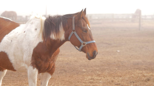 Horse on field