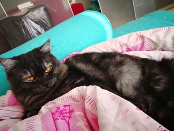 Portrait of cat resting on bed