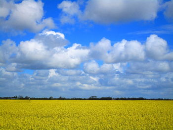 Scenic view of field against sky