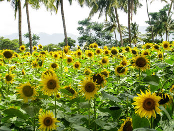 View of yellow flowers growing in field