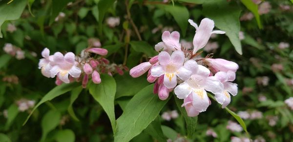 Close-up of pink flowering plant