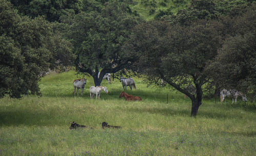 Horses and domestic cattle in woods