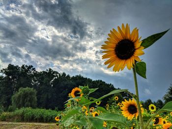 Close-up of sunflower on field against sky