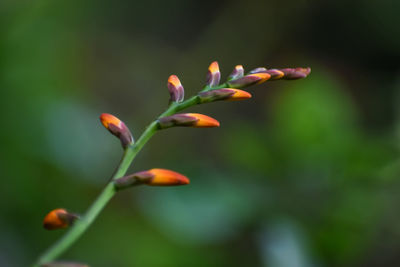 Beautiful closeup photograph of gladiolus buds with green background.