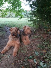 View of dogs on field