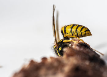 Close-up of bee