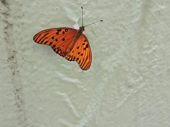 High angle view of butterfly