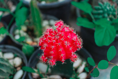 Close-up of red flowering plant