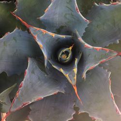 Close-up of leaves