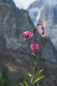 Martagon lily in a the alps mountains