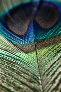 Full frame shot of peacock feather