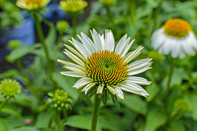 Close-up of white flowering plant