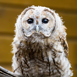 Close-up portrait of owl