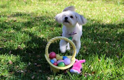 Dog playing with easter eggs in container on park