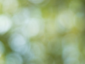 Full frame shot of plants