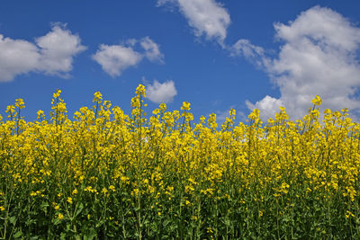 Yellow flowers growing in field