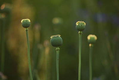 Close-up of poppy buds