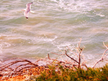 Full length of man jumping in sea