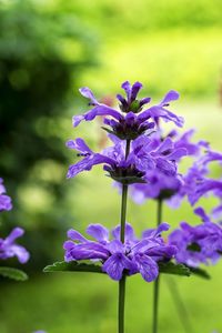 Close-up of purple flowers blooming outdoors