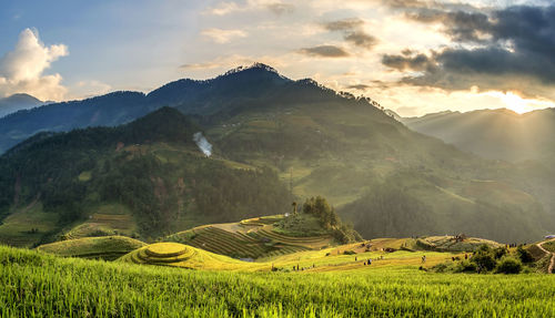 Scenic view of agricultural field against sky